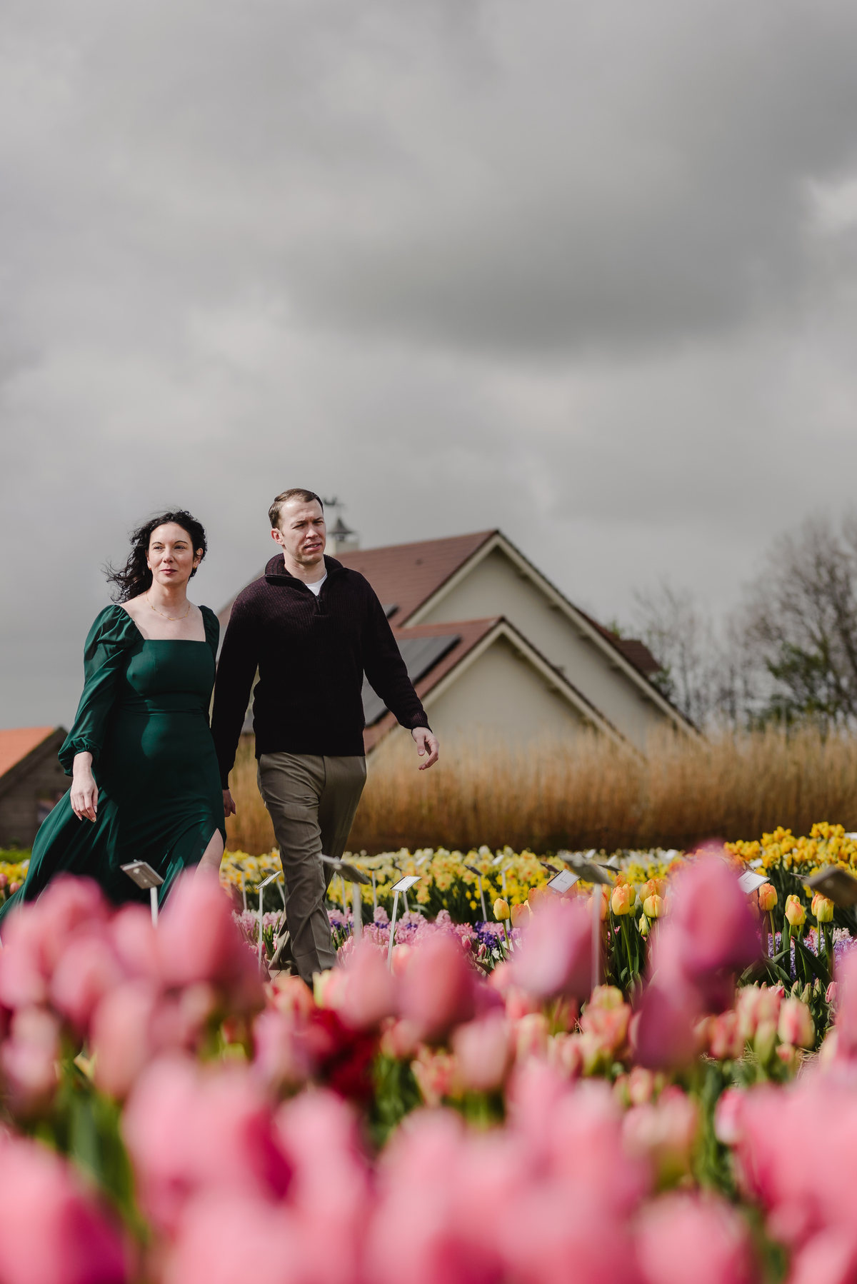 Couple walking through blooming tulip gardens.
