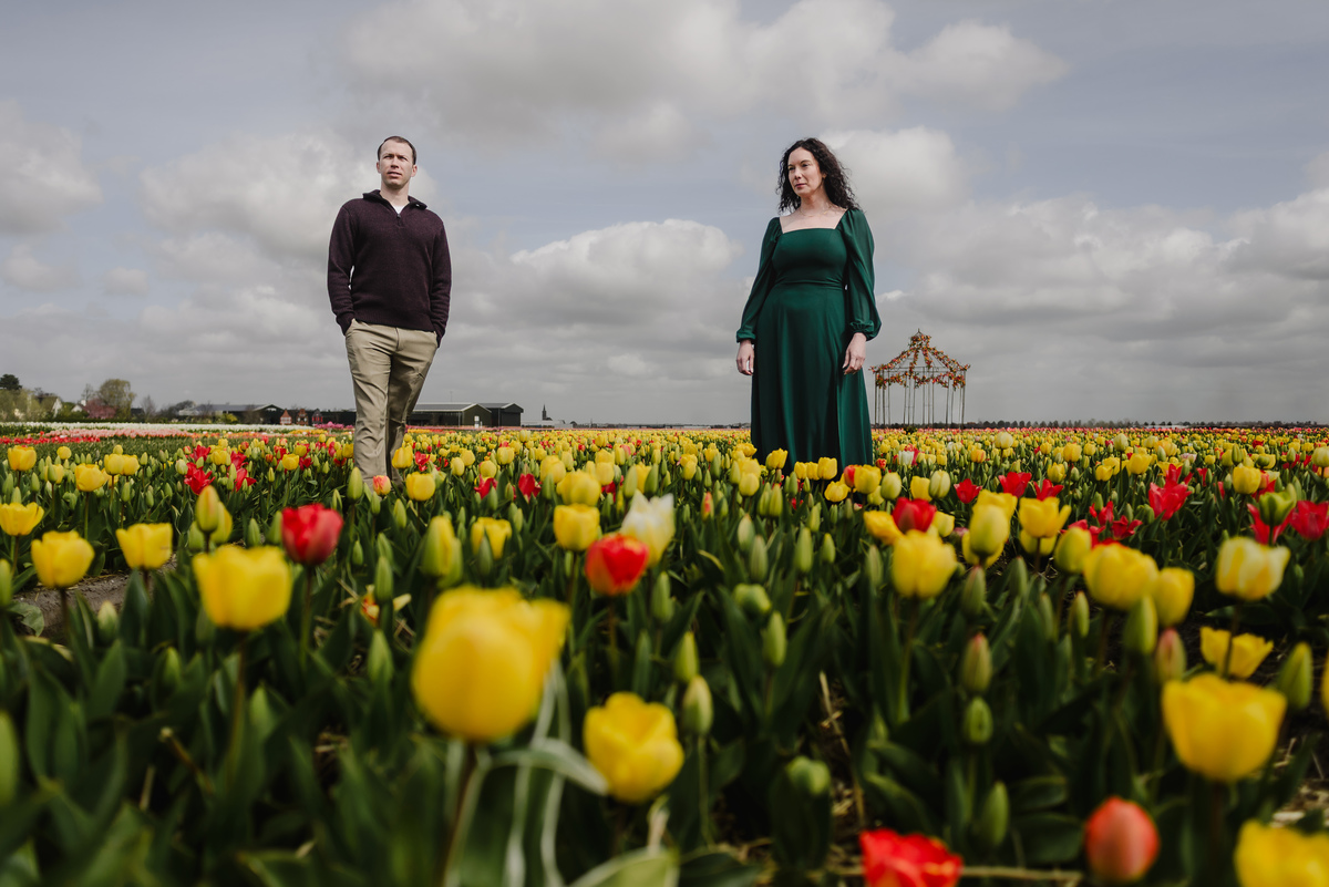 Wide landscape of colourful tulip fields in the Netherlands.