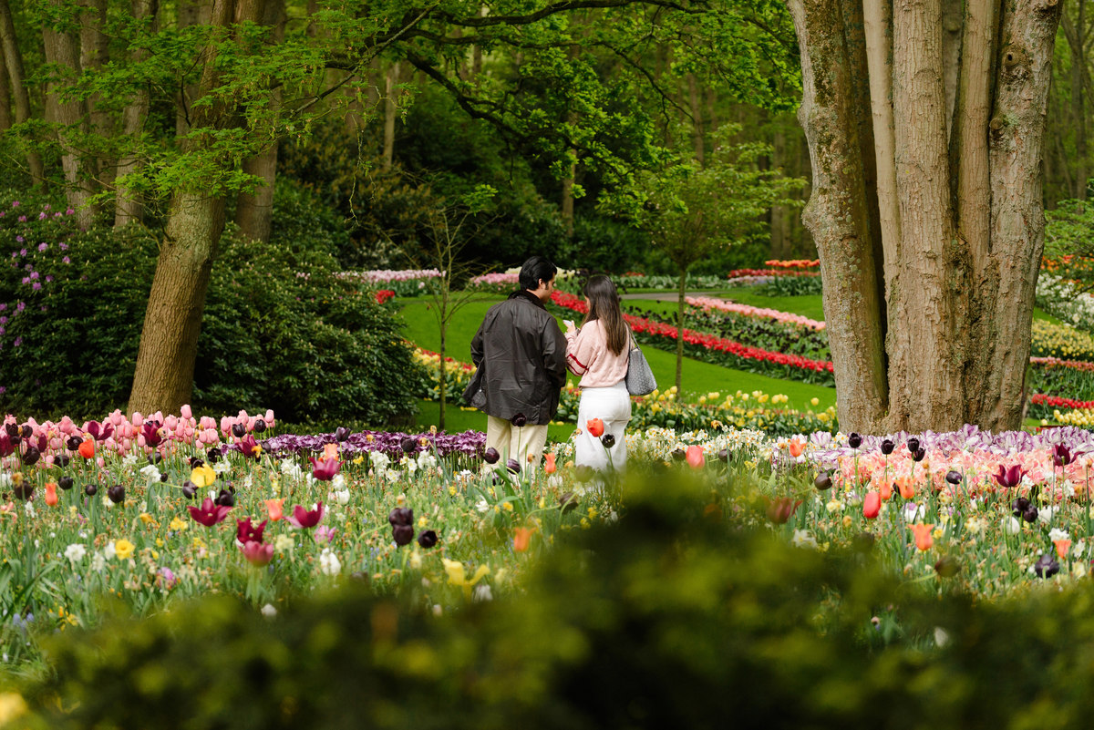 Surprise proposal surrounded by spring flowers at Keukenhof Gardens.
