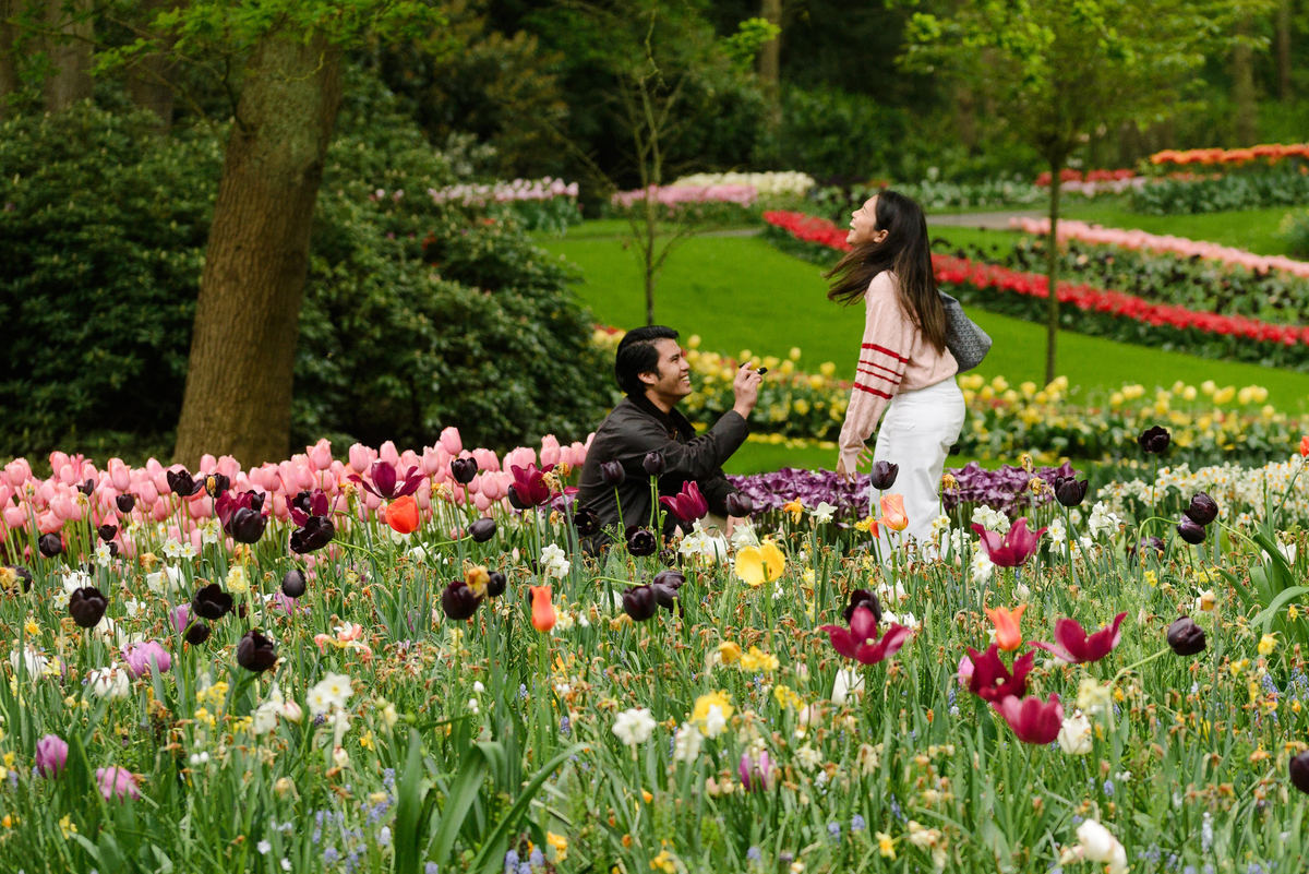 Surprise proposal surrounded by spring flowers at Keukenhof Gardens.