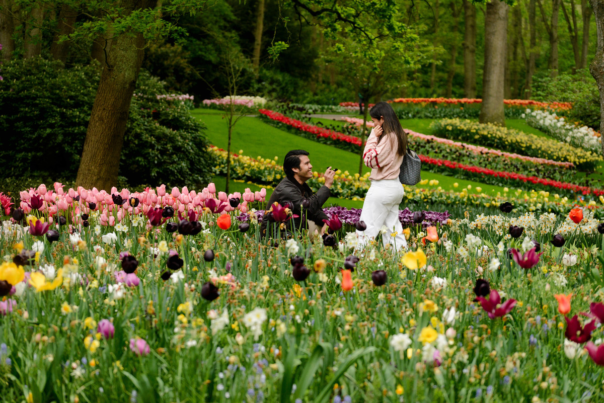 Surprise proposal surrounded by spring flowers at Keukenhof Gardens.