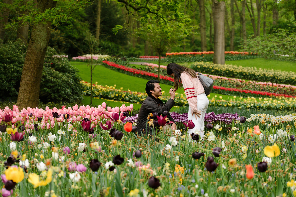 Surprise proposal surrounded by spring flowers at Keukenhof Gardens.