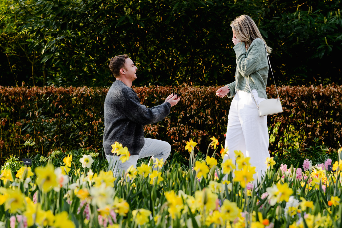 Spring tulip proposal in the Netherlands with a man proposing among yellow flowers.