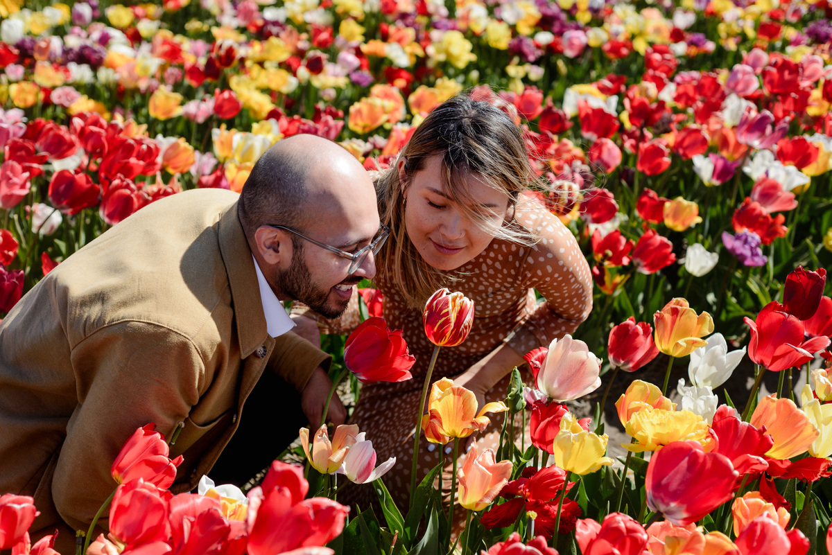 Engagement portraits among red, yellow and pink tulips