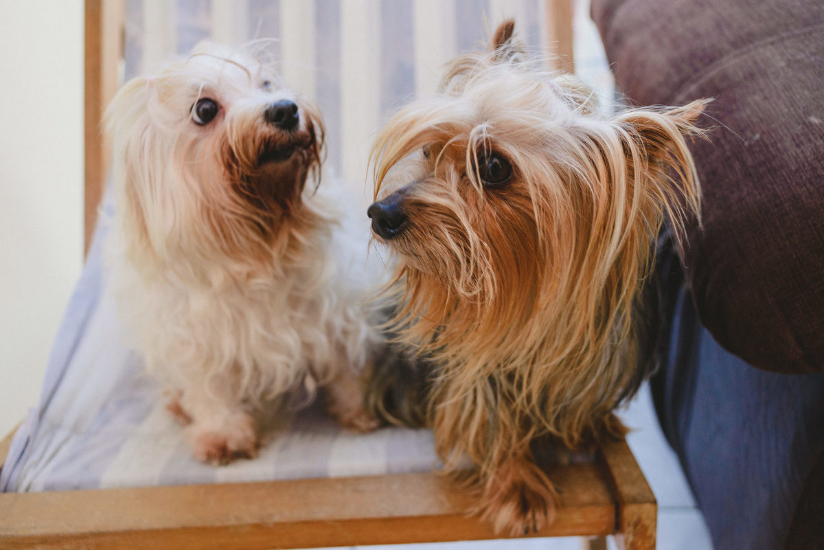 sesión de fotos, tomarse fotos, foto espontánea, como elegir fotógrafo, por qué elegir fotógrafo, fotógrafo de bodas, cuteness, joanna pantigoso, perritos