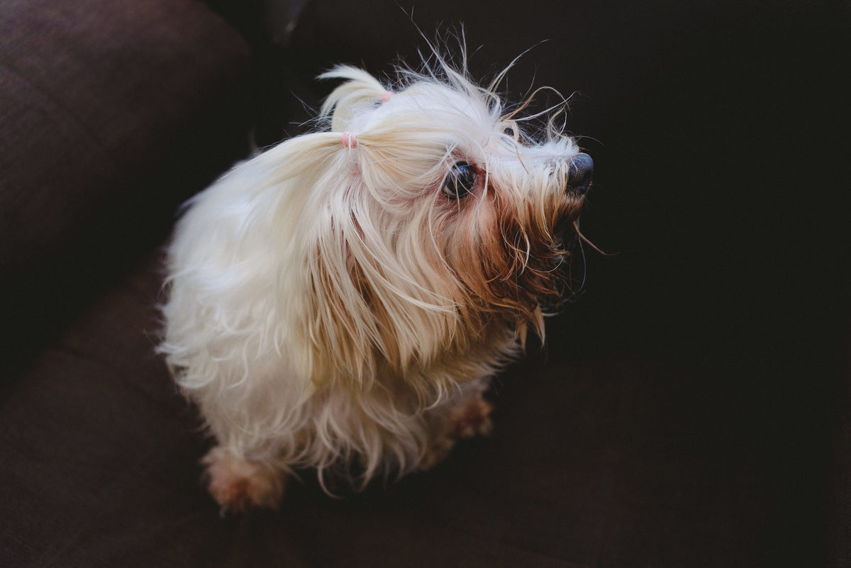sesión de fotos, tomarse fotos, foto espontánea, como elegir fotógrafo, por qué elegir fotógrafo, fotógrafo de bodas, cuteness, joanna pantigoso, perritos