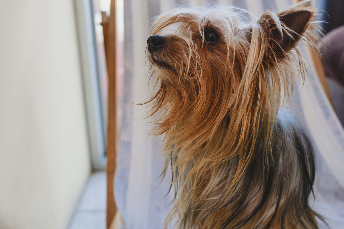 sesión de fotos, tomarse fotos, foto espontánea, como elegir fotógrafo, por qué elegir fotógrafo, fotógrafo de bodas, cuteness, joanna pantigoso, perritos