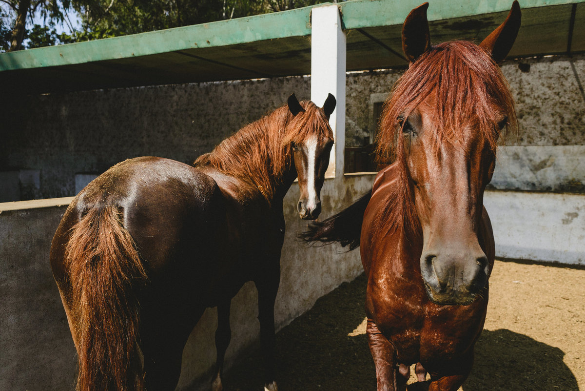 Fiesta infantil de juan martin en centro de criadores de mamacona fiesta temática de futbol fiestas infantiles distintas en lima perú fotógrafo joanna pantigoso ideas de fiestas infantiles caballos caballerizas mamacona