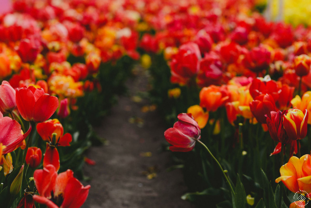 tulip, tulips, photosession, tulip fields, tulpvelden, velden, tulpen, nederland, netherlands, photo session, photos with tulips, the tulip barn, tulip experience, proposal in a tulip field, photographer, fotograaf, portretfotograaf, amsterdam