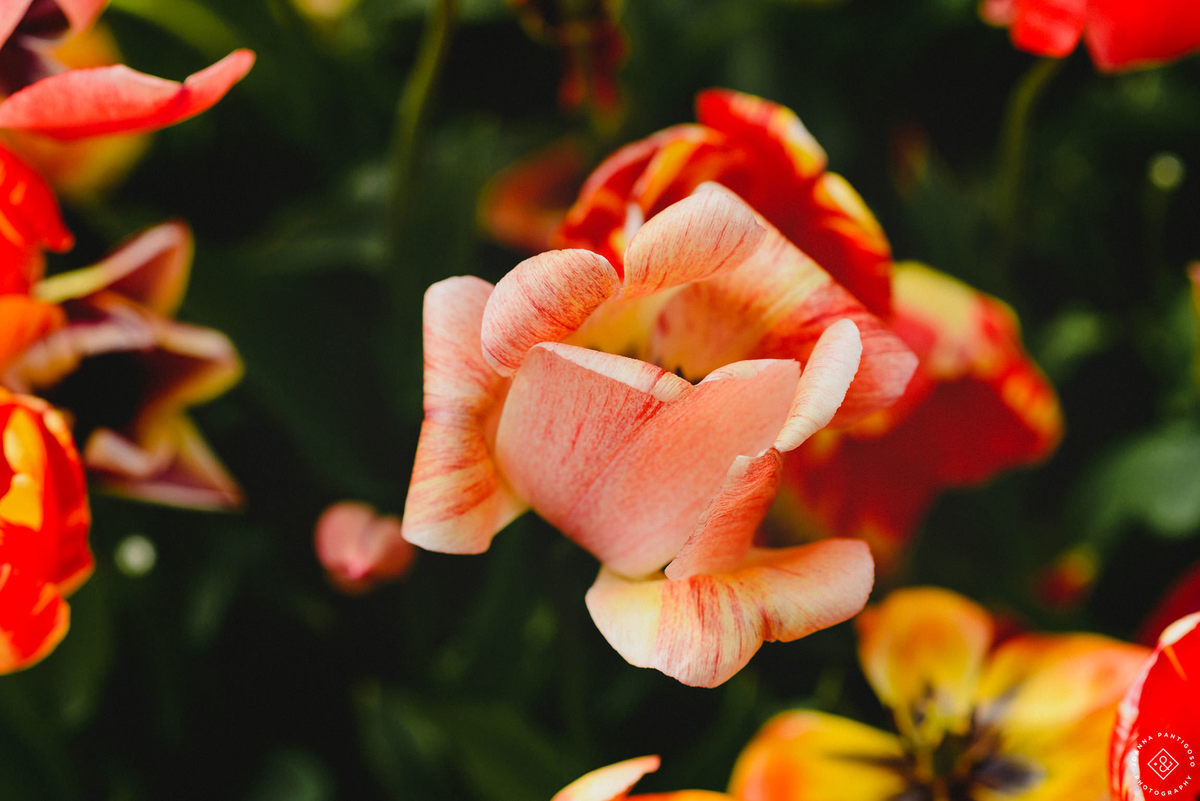 tulip, tulips, photosession, tulip fields, tulpvelden, velden, tulpen, nederland, netherlands, photo session, photos with tulips, the tulip barn, tulip experience, proposal in a tulip field, photographer, fotograaf, portretfotograaf, amsterdam