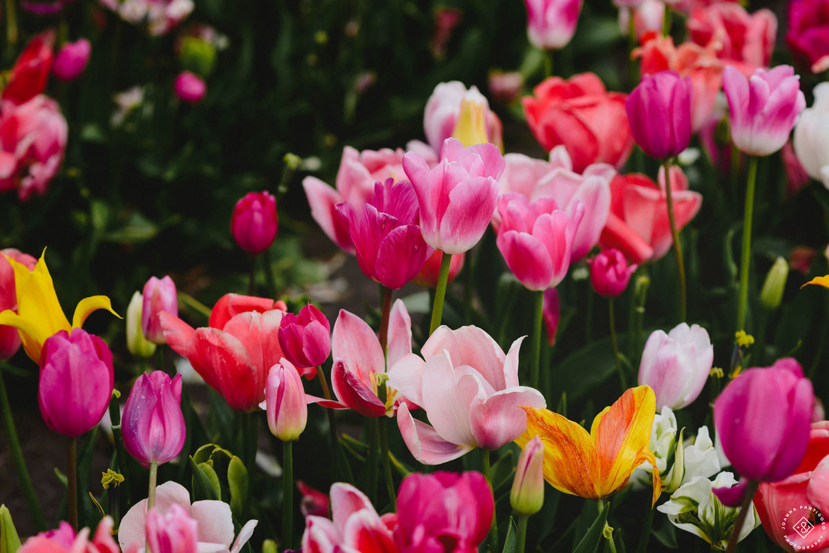 tulip, tulips, photosession, tulip fields, tulpvelden, velden, tulpen, nederland, netherlands, photo session, photos with tulips, the tulip barn, tulip experience, proposal in a tulip field, photographer, fotograaf, portretfotograaf, amsterdam