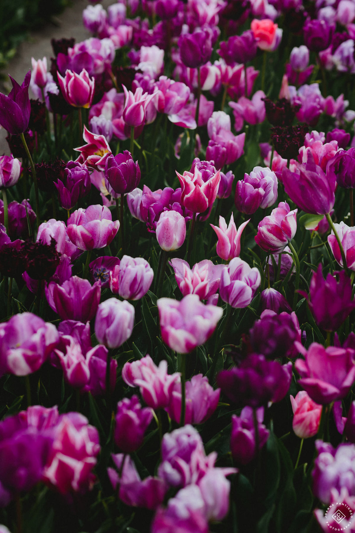 tulip, tulips, photosession, tulip fields, tulpvelden, velden, tulpen, nederland, netherlands, photo session, photos with tulips, the tulip barn, tulip experience, proposal in a tulip field, photographer, fotograaf, portretfotograaf, amsterdam
