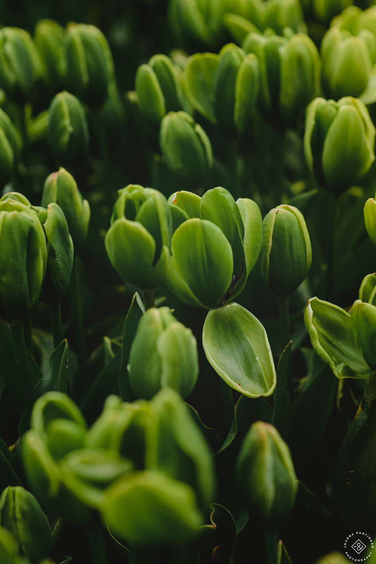 tulip, tulips, photosession, tulip fields, tulpvelden, velden, tulpen, nederland, netherlands, photo session, photos with tulips, the tulip barn, tulip experience, proposal in a tulip field, photographer, fotograaf, portretfotograaf, amsterdam