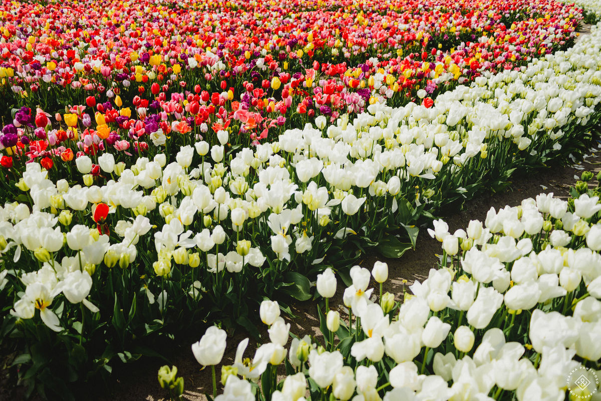 tulip, tulips, photosession, tulip fields, tulpvelden, velden, tulpen, nederland, netherlands, photo session, photos with tulips, the tulip barn, tulip experience, proposal in a tulip field, photographer, fotograaf, portretfotograaf, amsterdam
