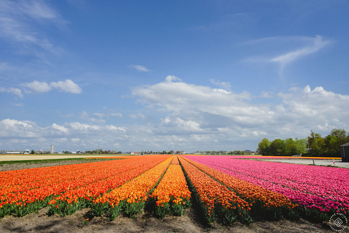 tulip, tulips, photosession, tulip fields, tulpvelden, velden, tulpen, nederland, netherlands, photo session, photos with tulips, the tulip barn, tulip experience, proposal in a tulip field, photographer, fotograaf, portretfotograaf, amsterdam