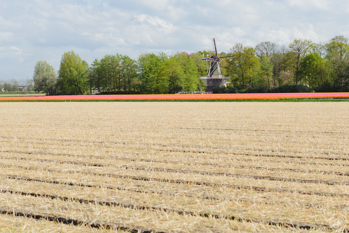 tulip, tulips, photosession, tulip fields, tulpvelden, velden, tulpen, nederland, netherlands, photo session, photos with tulips, the tulip barn, tulip experience, proposal in a tulip field, photographer, fotograaf, portretfotograaf, amsterdam