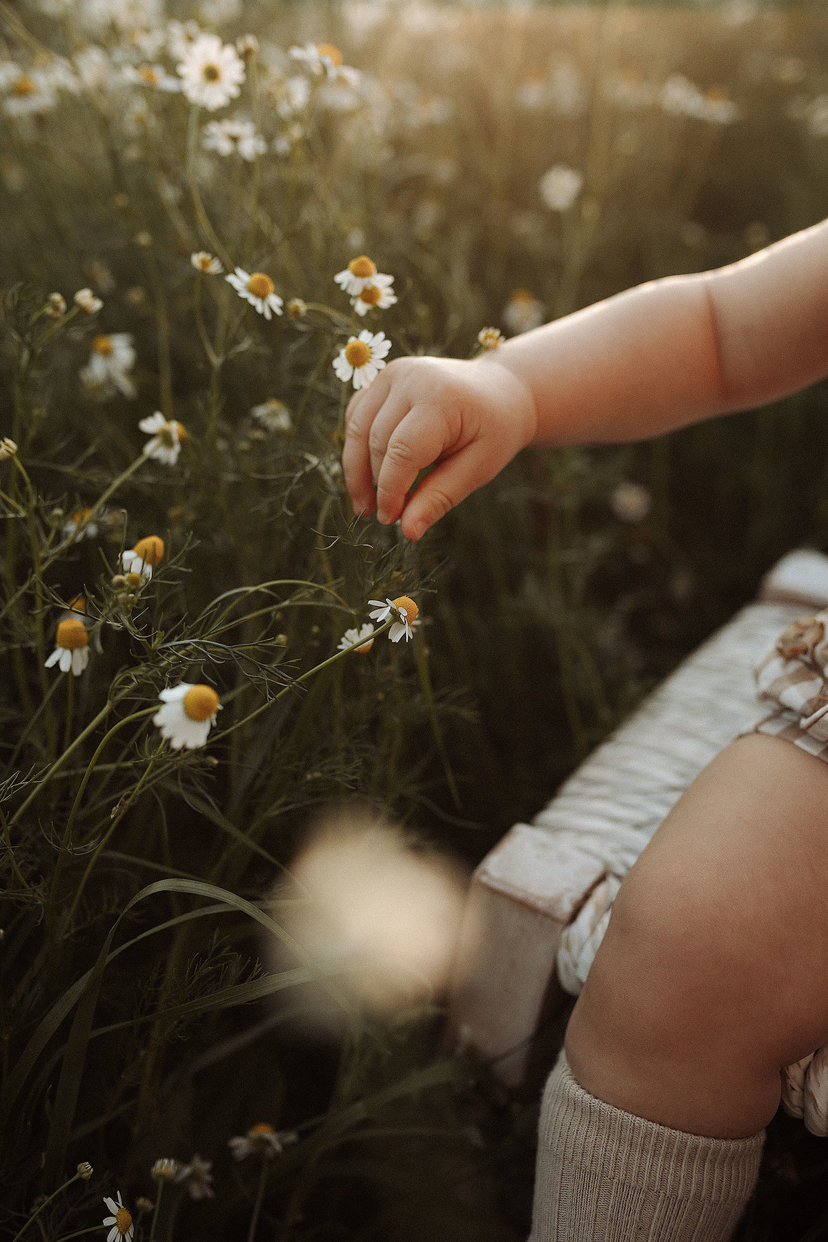 ensaioinfantil-tainaportofotografia-ensaioplantaçãodecamolila-plantação-ensaioexterno-ensaiofotograficoinfantil-fotosdebebescuritiba-ensaioinfantilcuritiba