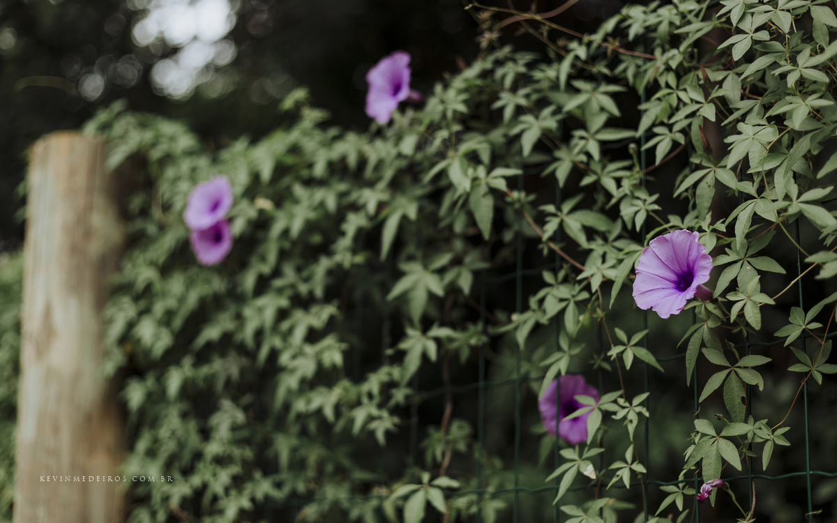 Ensaio família externo ao ar livre realizado no parque dos rosa por Kevin Medeiros fotógrafo de Canoas, Porto Alegre e RS