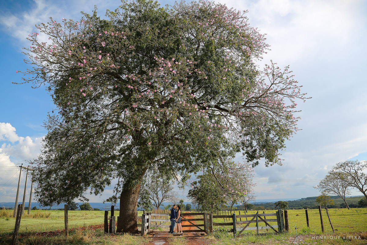 A beleza das Paineiras de Maio
