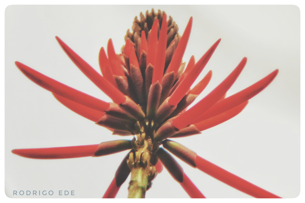 O Vermelho emudece o tempo. Fogo ancestral no caule do instante.