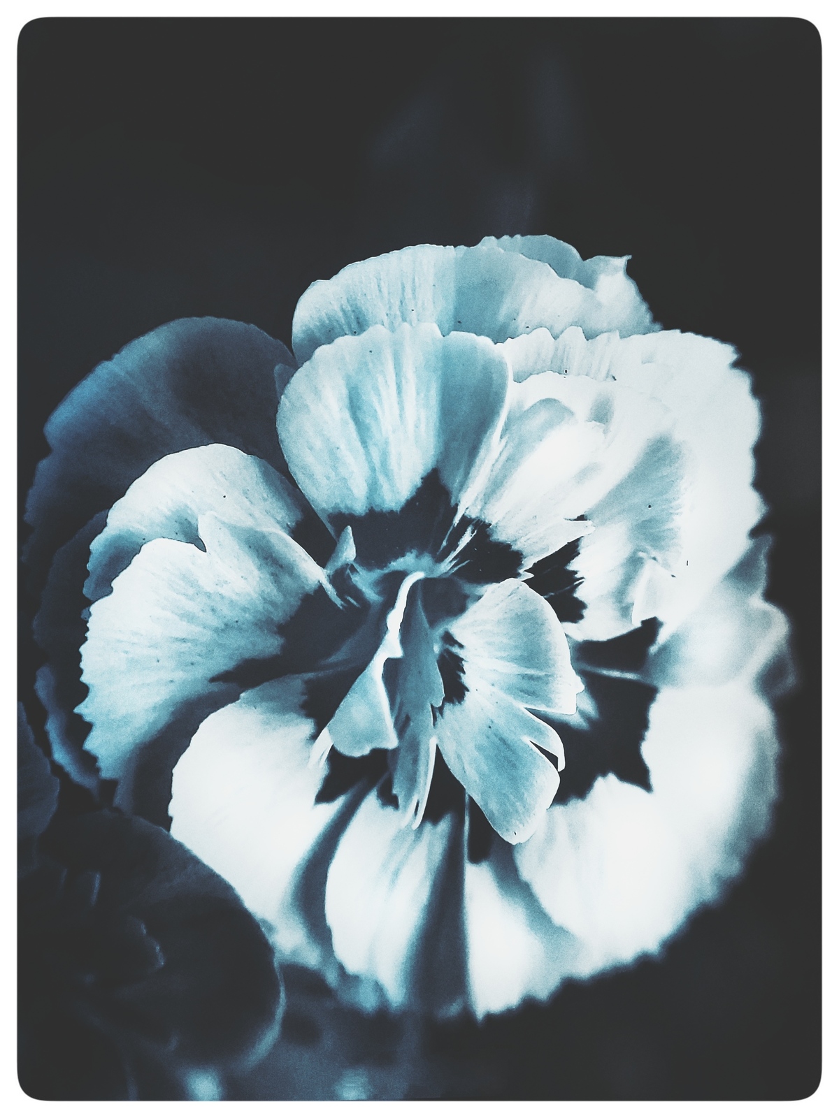 A Flor Azul medita.
Um céu interior aberto em silêncio.