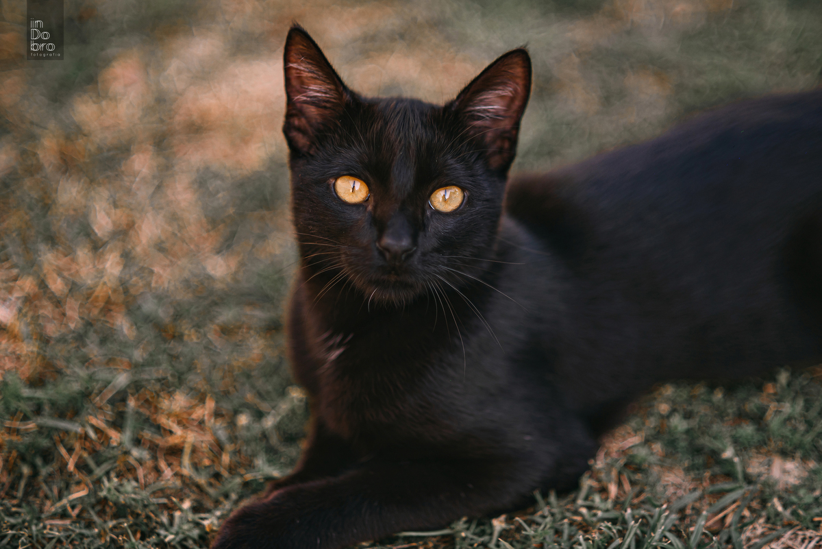 alice; 15 anos; ensaio 15 anos; aniversário 15 anos; ensaio em rolante; rs; ensaio pessoal; ensaio feminino; ensaio em casa.