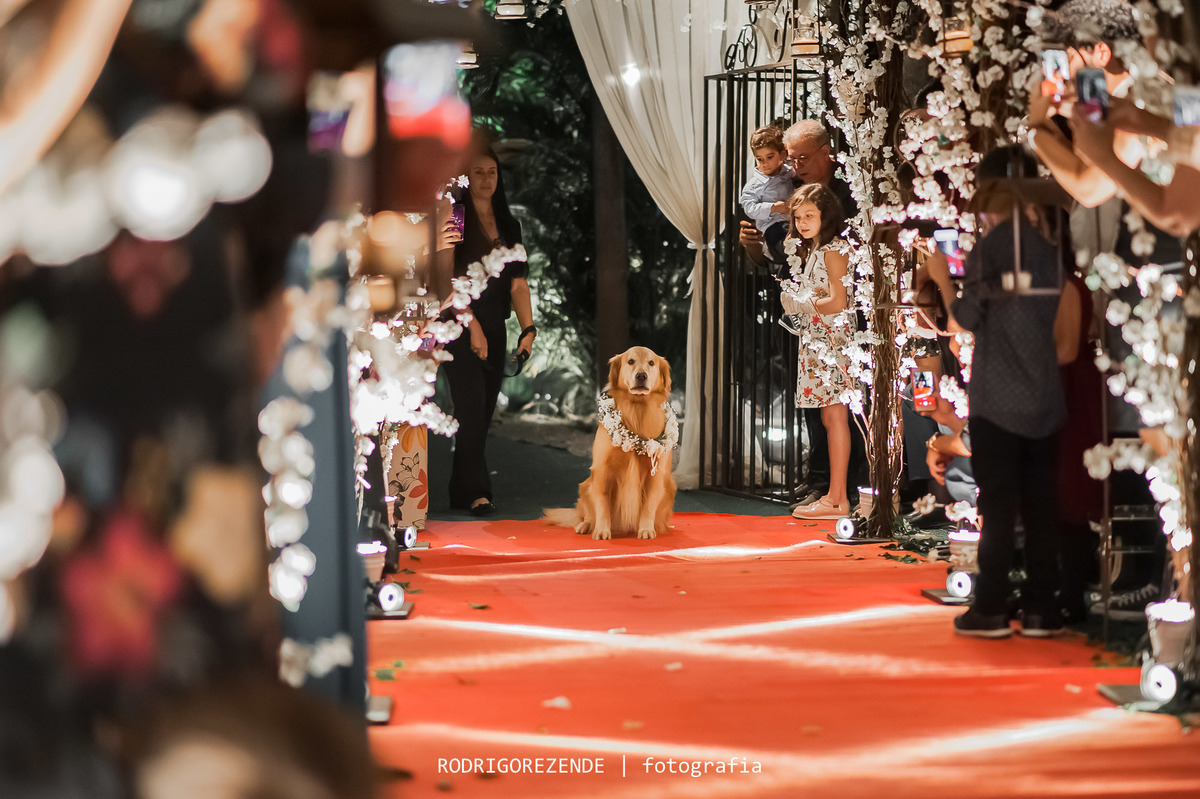 casamento, cerimônia, entrada das alianças cachorro, green house buffet, mi senise cerimonial, gabriel queiroz fims, rodrigo rezende fotografia