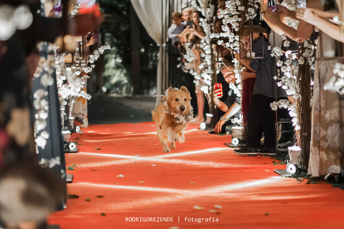 casamento, cerimônia, entrada das alianças cachorro, green house buffet, mi senise cerimonial, gabriel queiroz fims, rodrigo rezende fotografia