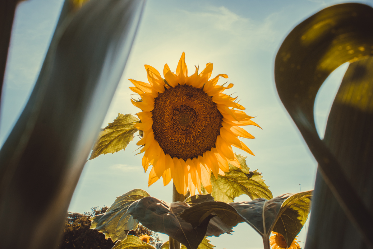 Taty e Marcelo - Bodas de Madeira 