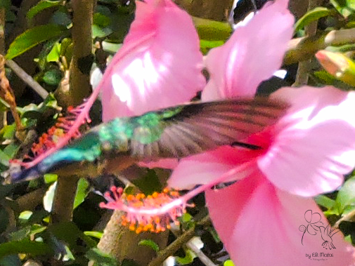 beija flor-Caxias do Sul