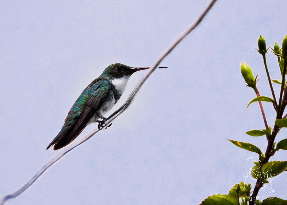 beija flor-Caxias do Sul