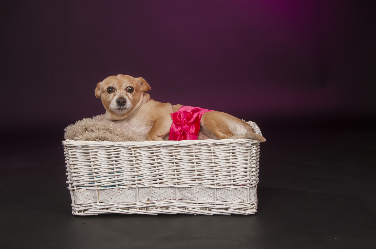 Sessão fotográfica canina no cesto 