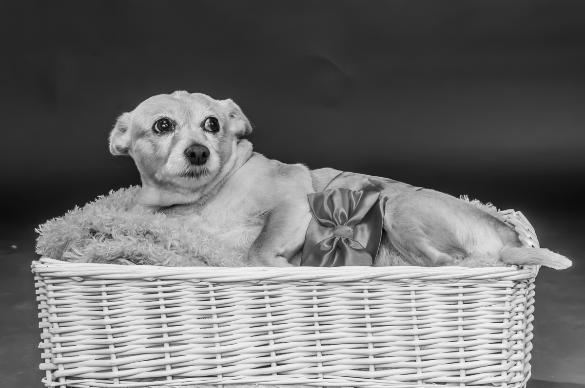 Sessão fotográfica canina a preto e branco
