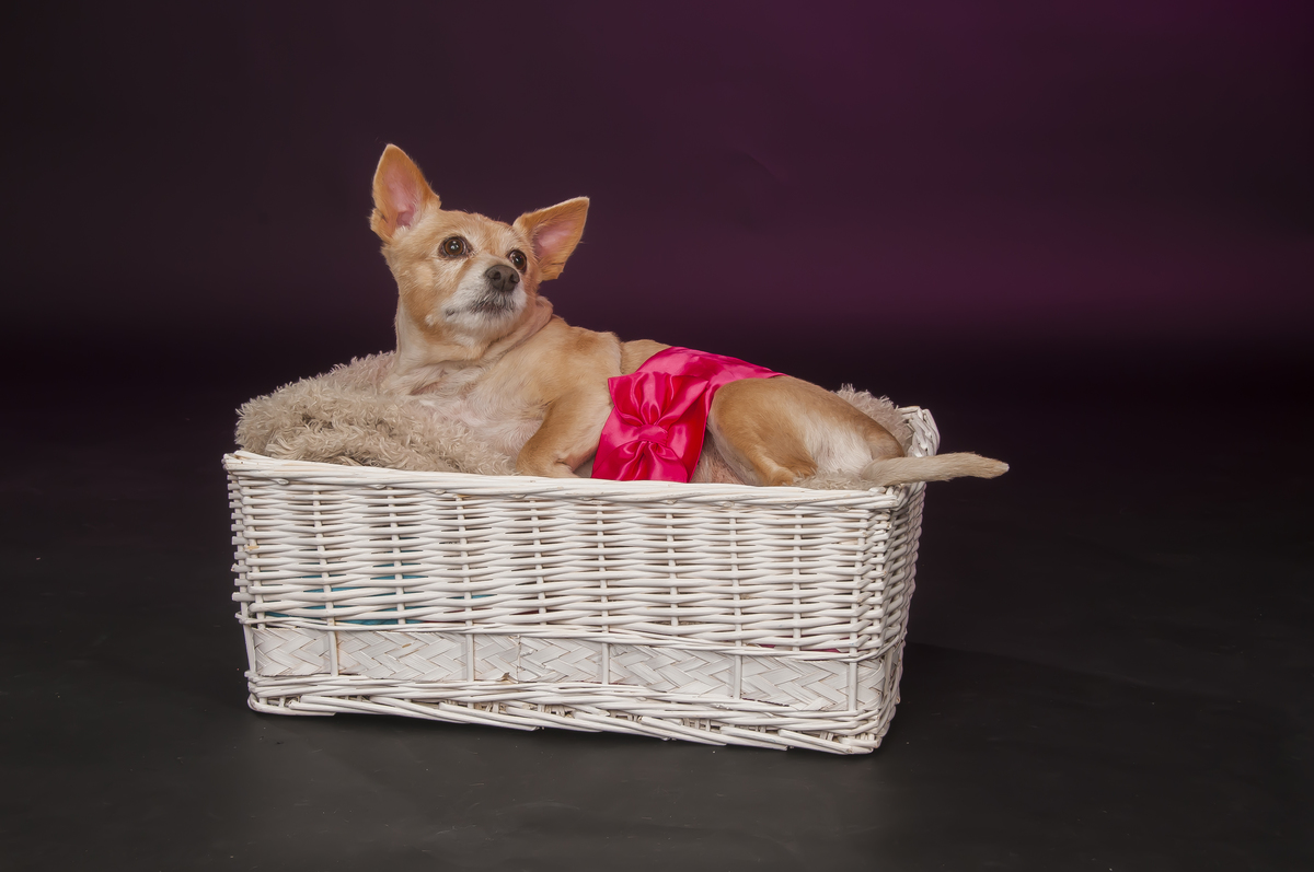 Sessão fotográfica canina da Violeta