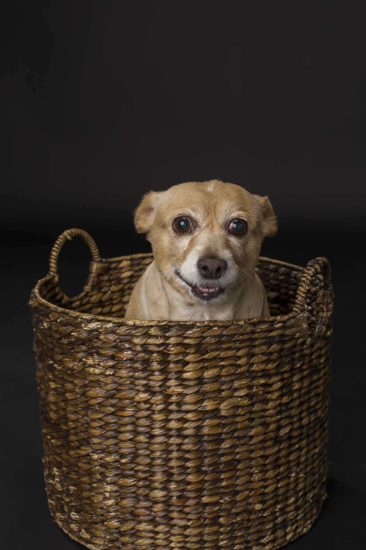 Sessão fotográfica canina da cadela Violeta