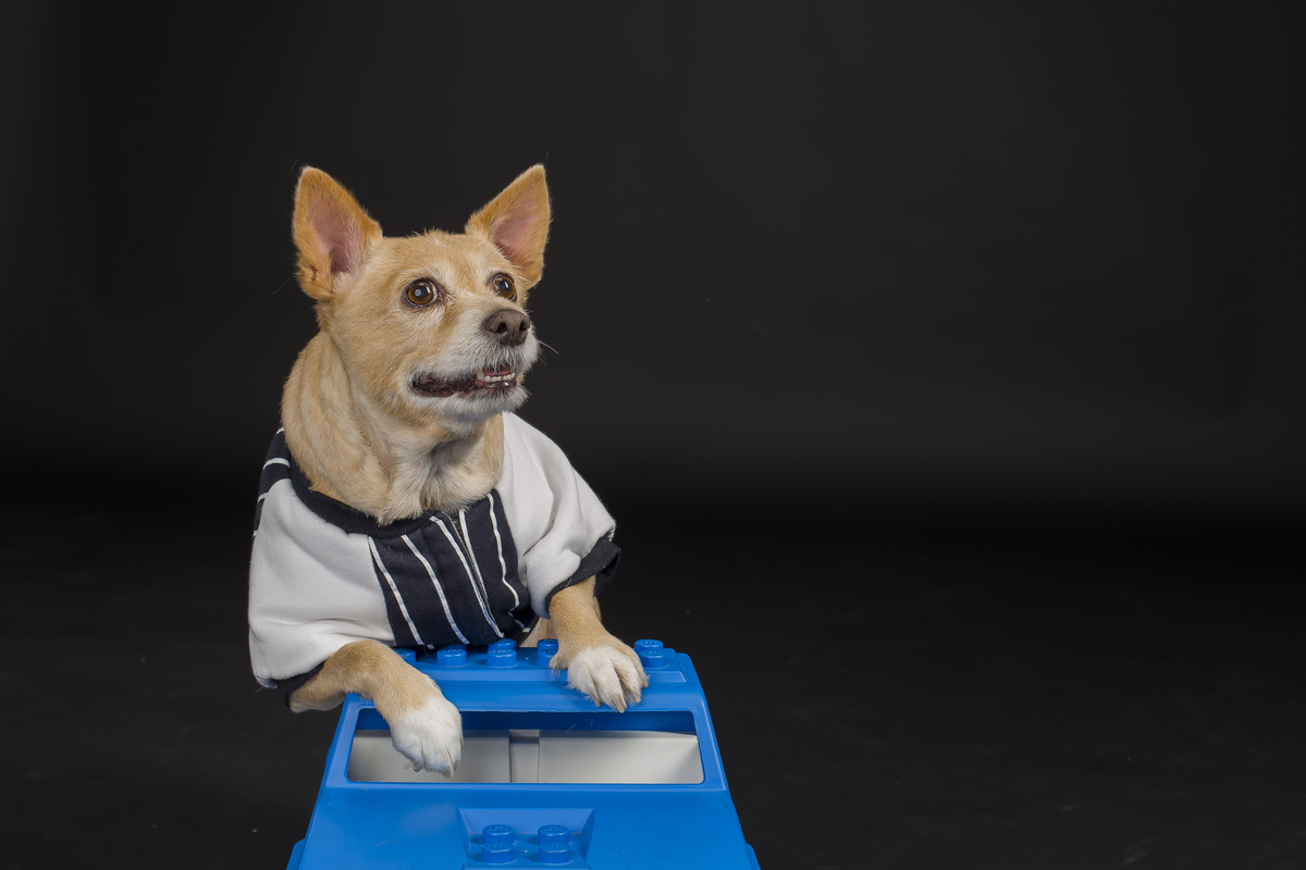 Sessão fotográfica canina com acessórios de estúdio 