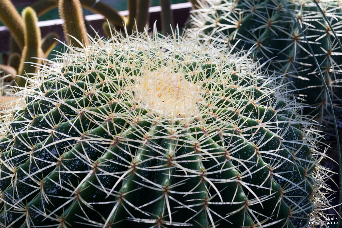 Cactus Cadeira-de-sogra - Echinocactus grusonii - Jardim Botânico/RJ