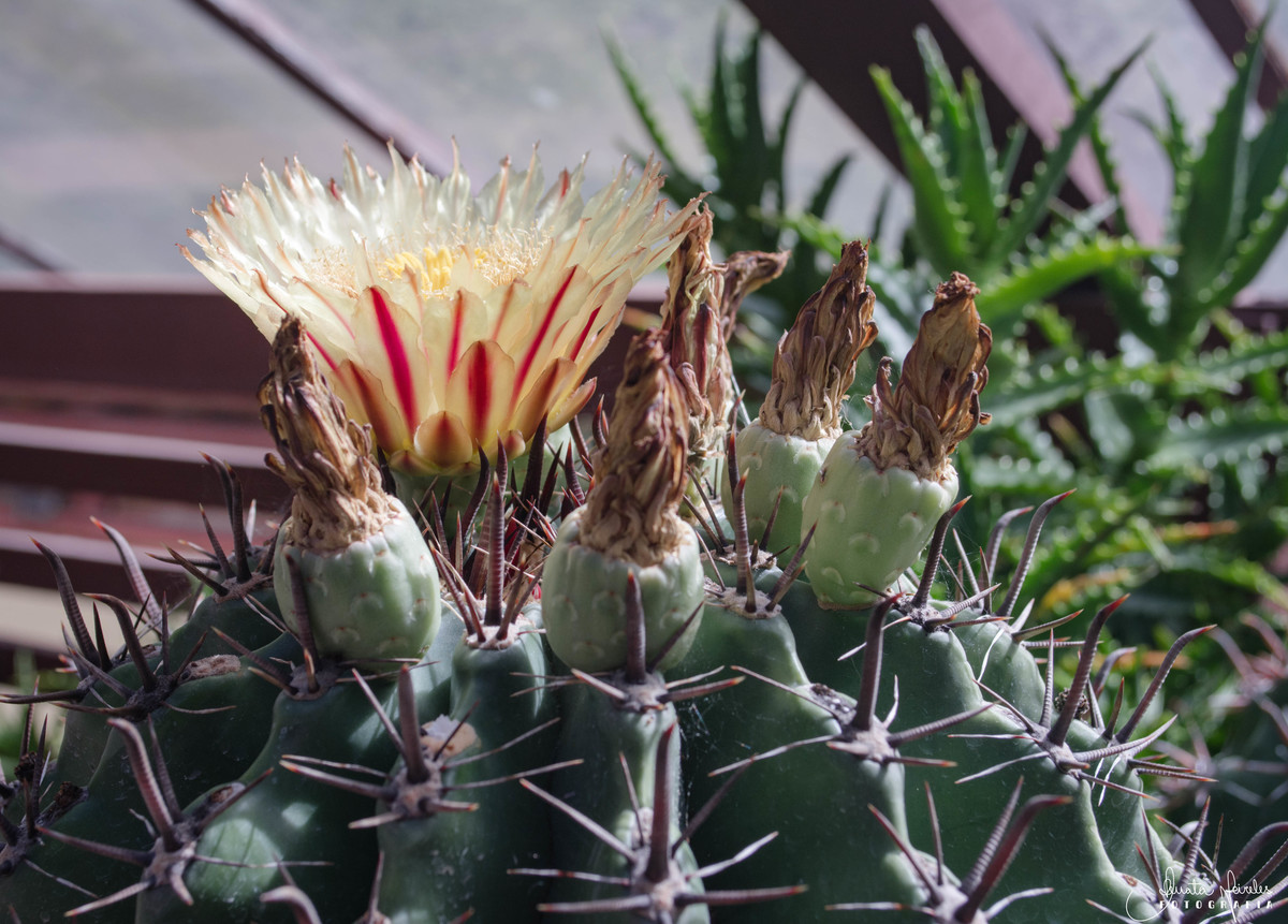 Cactus - Mammillaria gracilis -Jardim Botânico/RJ