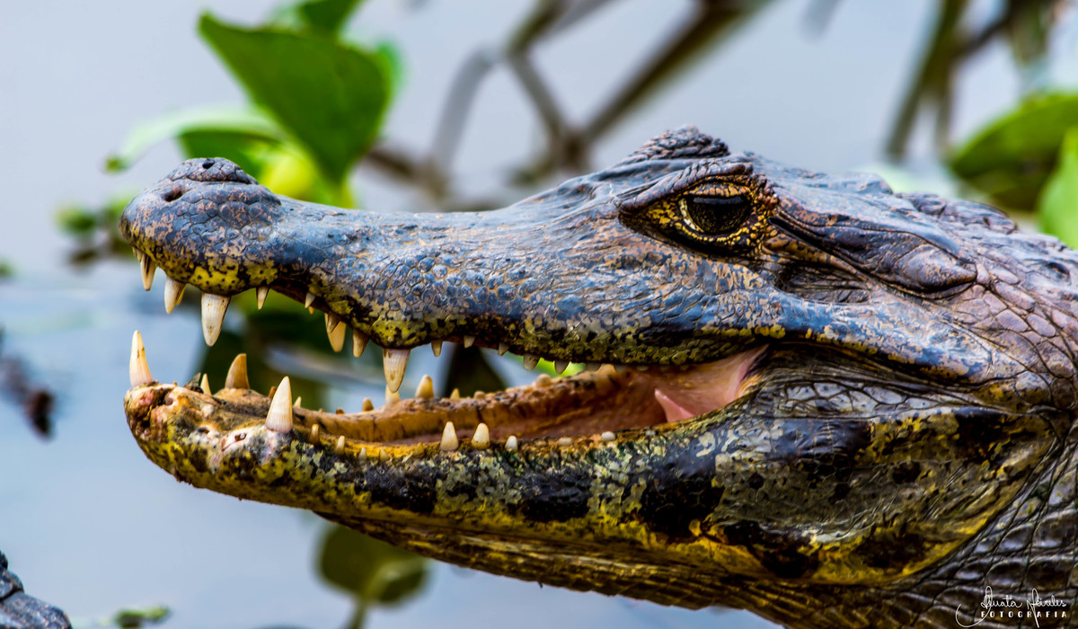 Jacaré do Pantanal - Poconé/MT