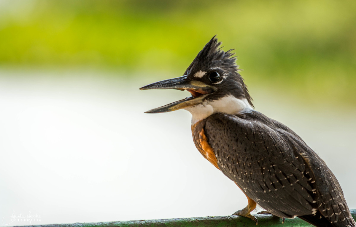 Martim Pescador - Poconé/MT