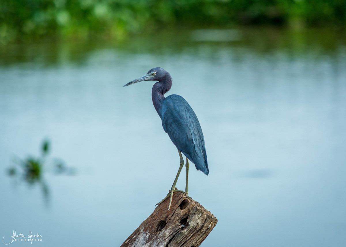 Garça Azul - Poconé/MT