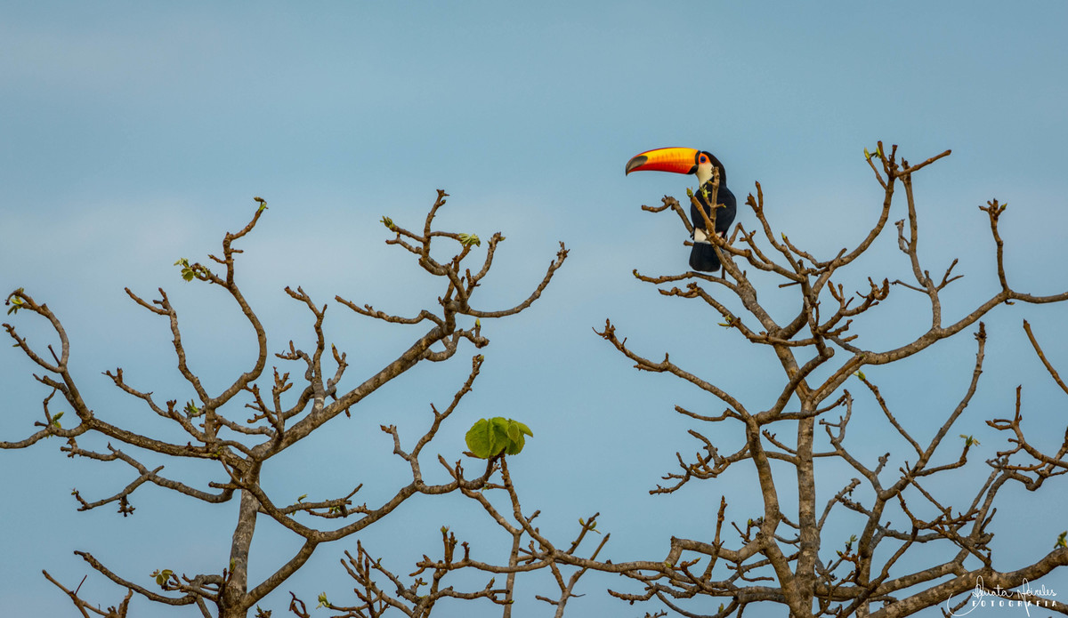 Tucano Toco - Poconé/MT