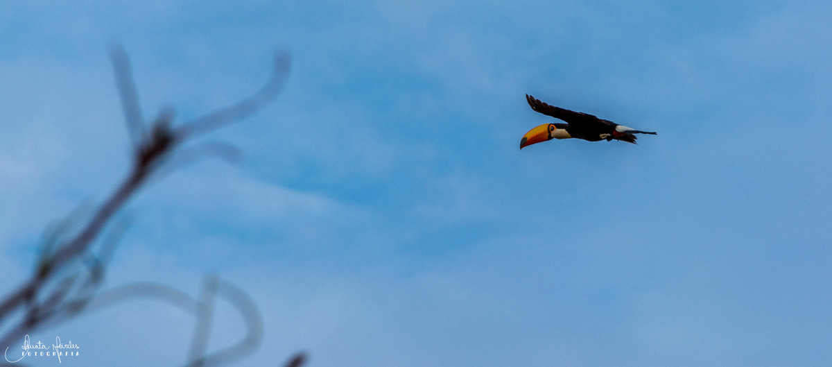 Tucano Toco - Poconé/MT