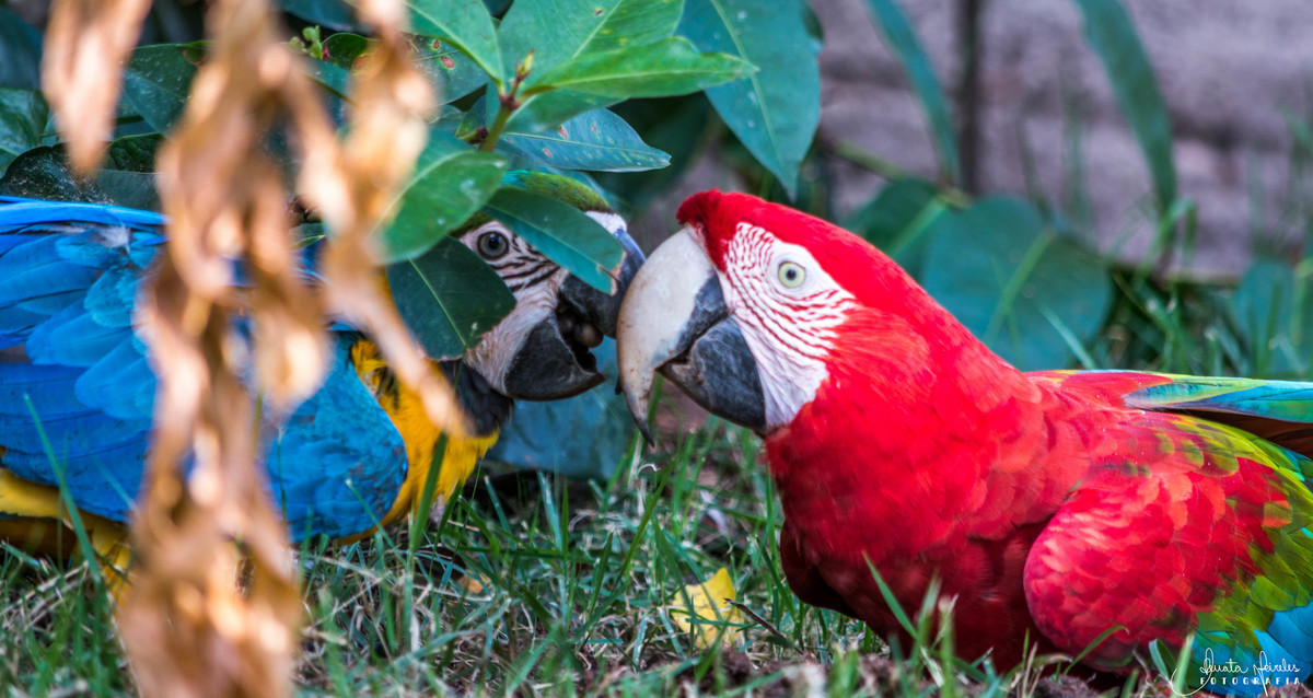 Arara Azul e Arara Vermelha Grande - Chapada dos Guimarães/MT