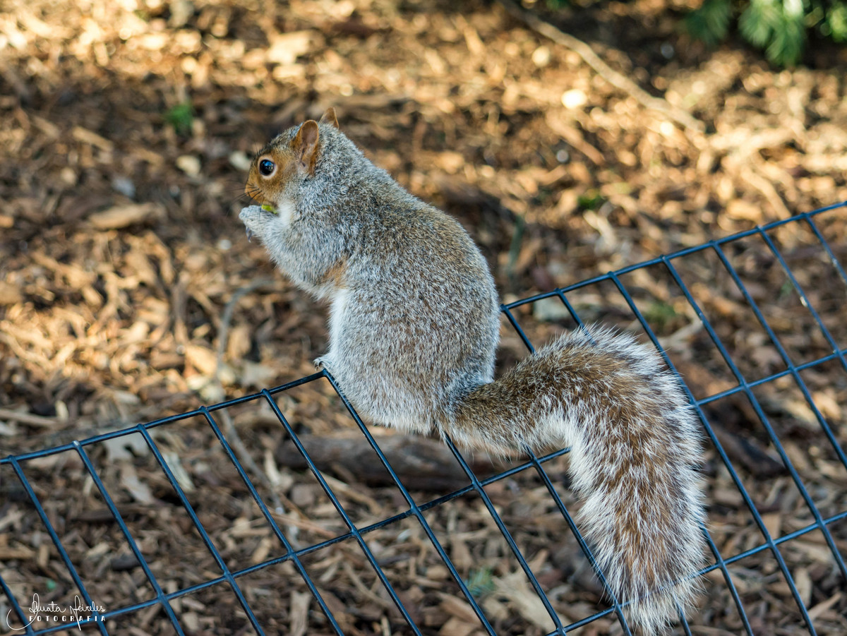 Morador do Central Park - Manhattan/NY