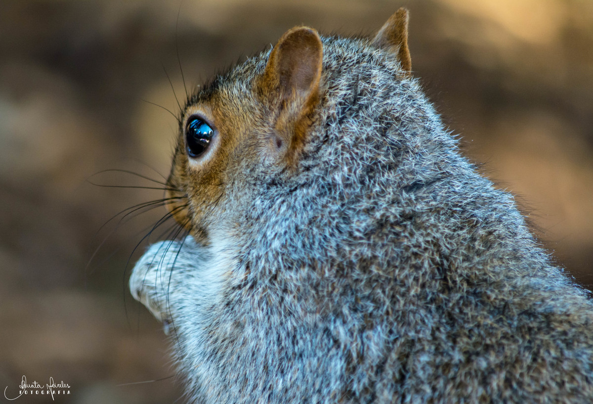 Morador do Central Park - Manhattan/NY