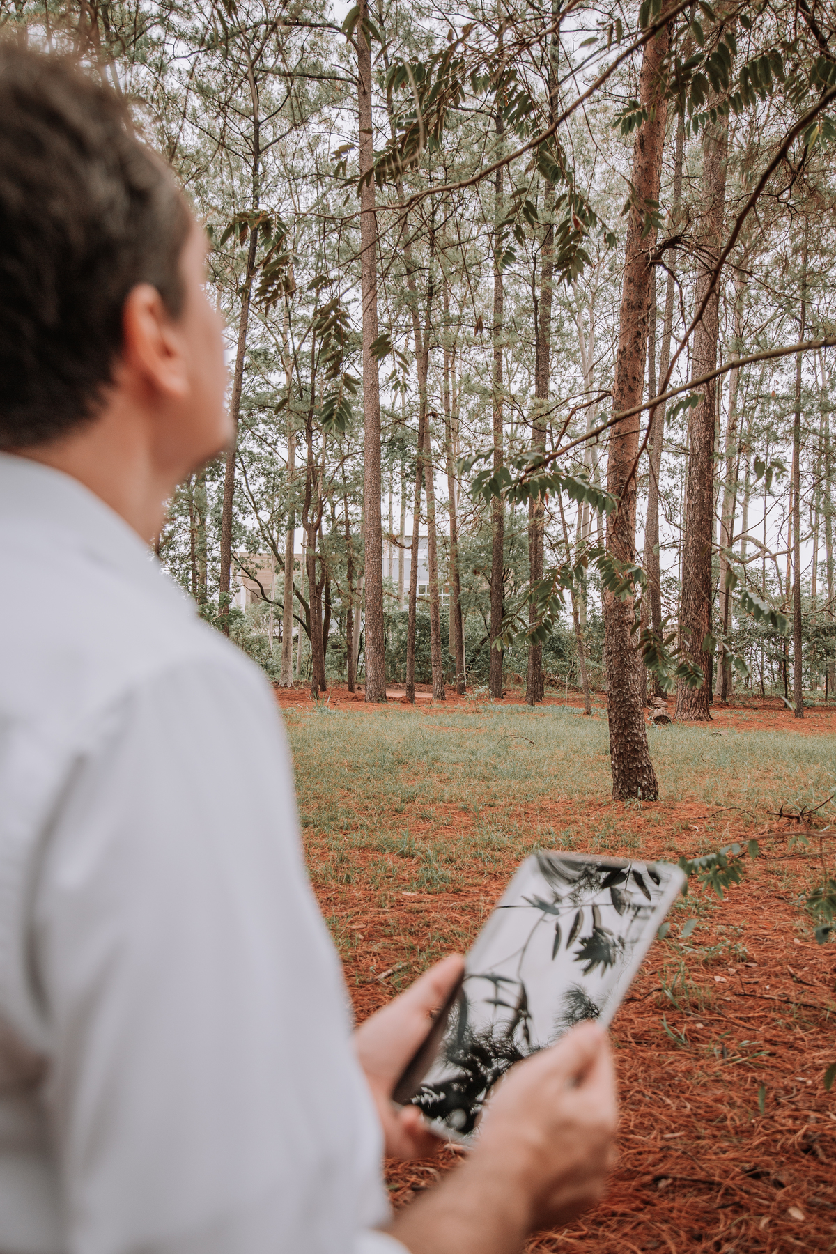 Horto Florestal em Bauru SP