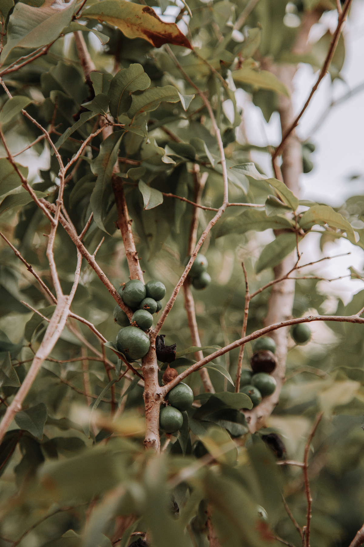 Fotografia Vinheria Interior SP