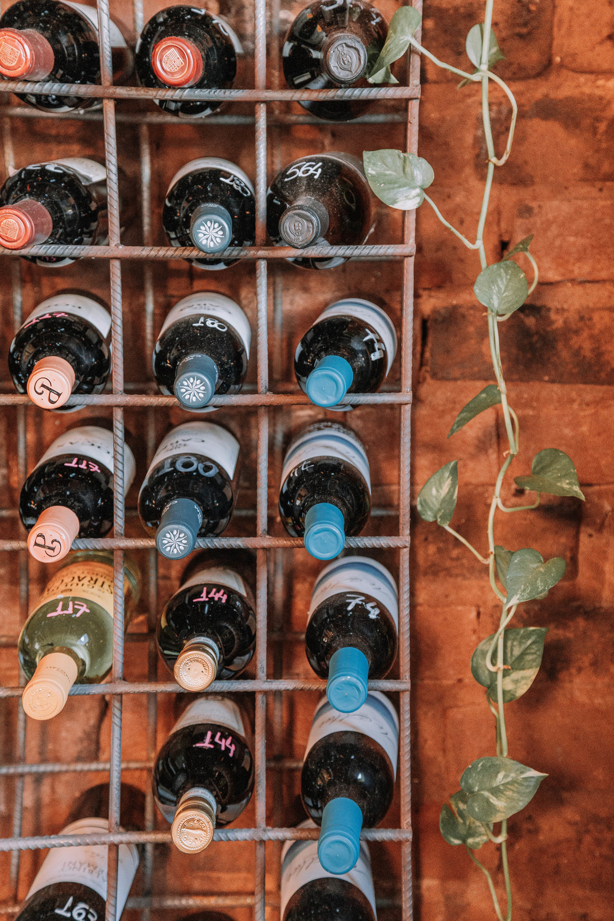 branding visual para vinícolas