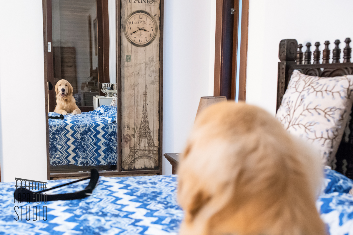 Cachorro dos noivos se olha no espelho durante making of no espaço Paradisus